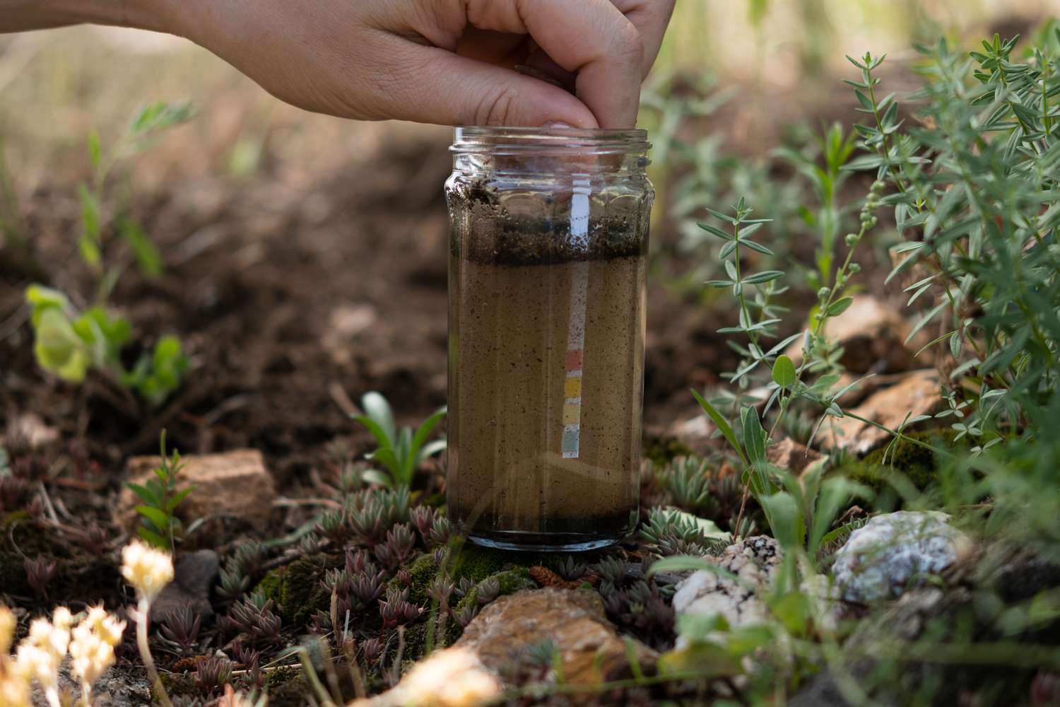 Comprobación de la acidez del suelo con tiras de pH en un tarro de cristal con agua