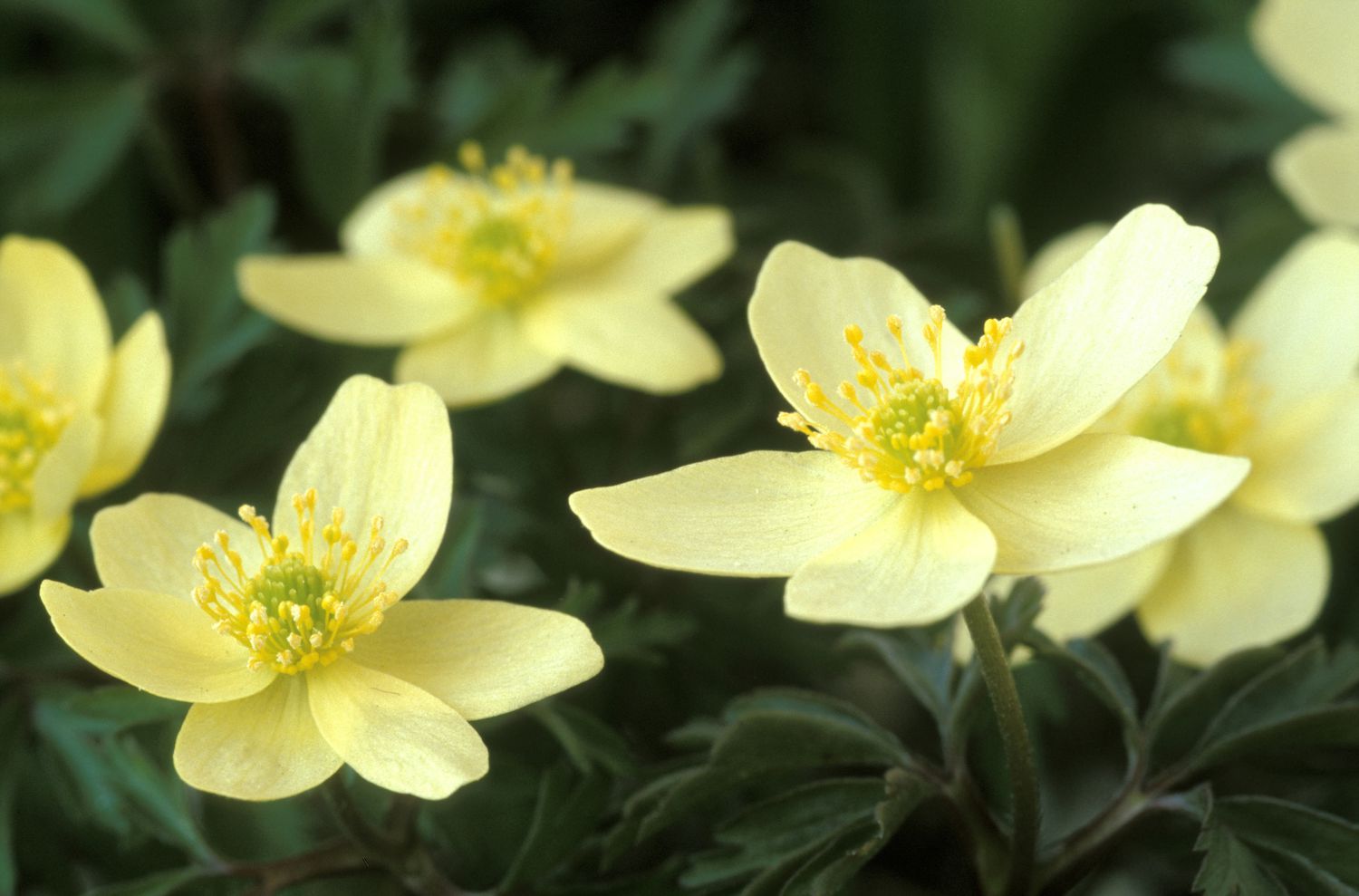 'Pallida' Anemonen mit gelben Blütenblättern