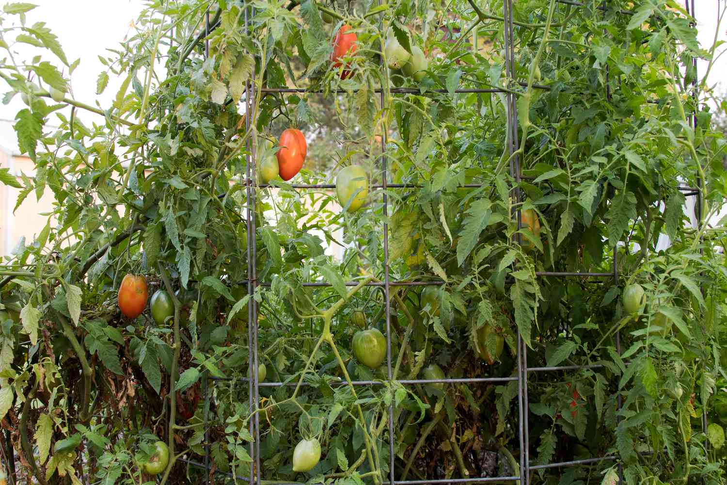 Como plantar, cultivar e cuidar de tomates Roma