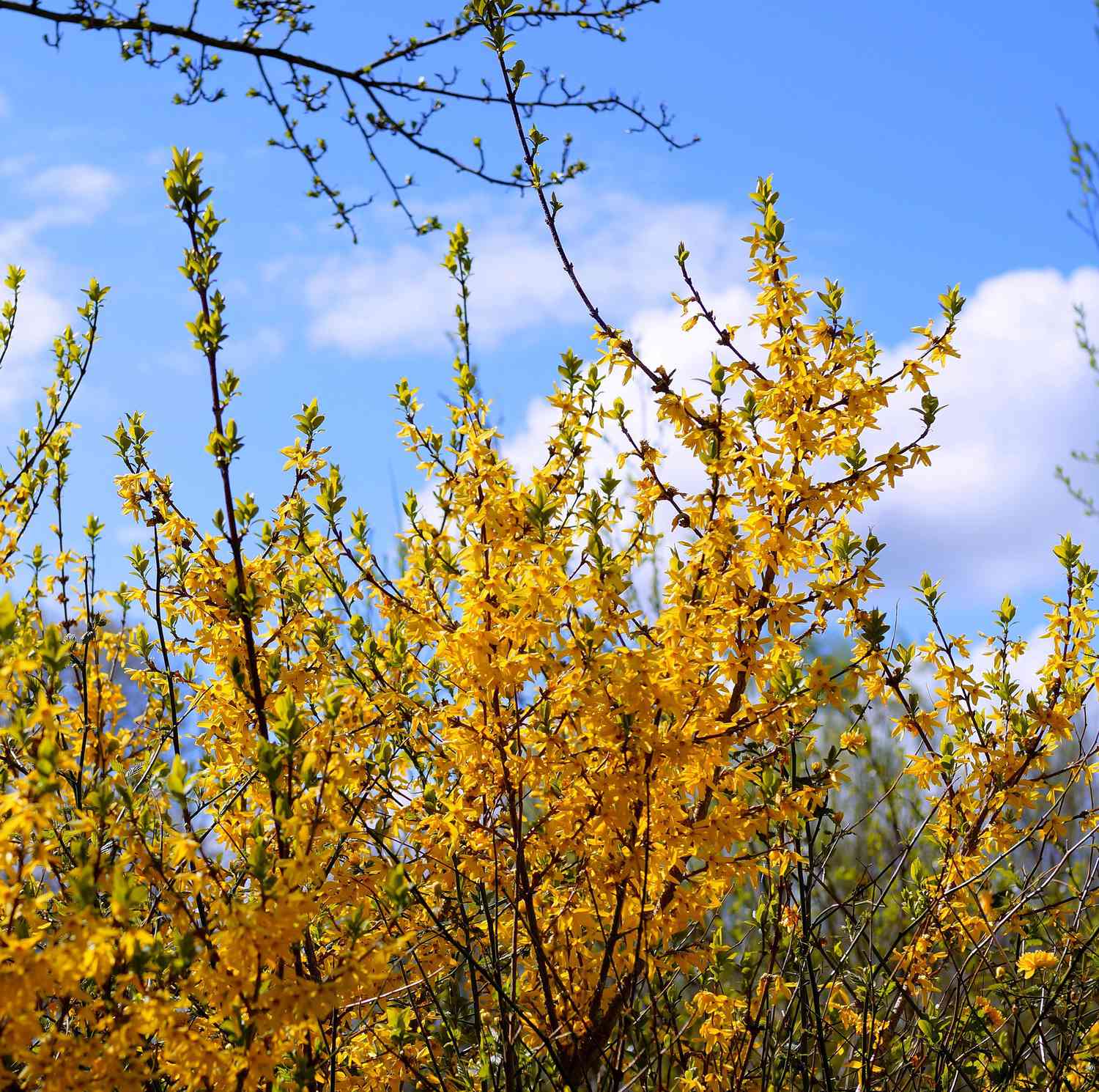 Forsythia Shrubs