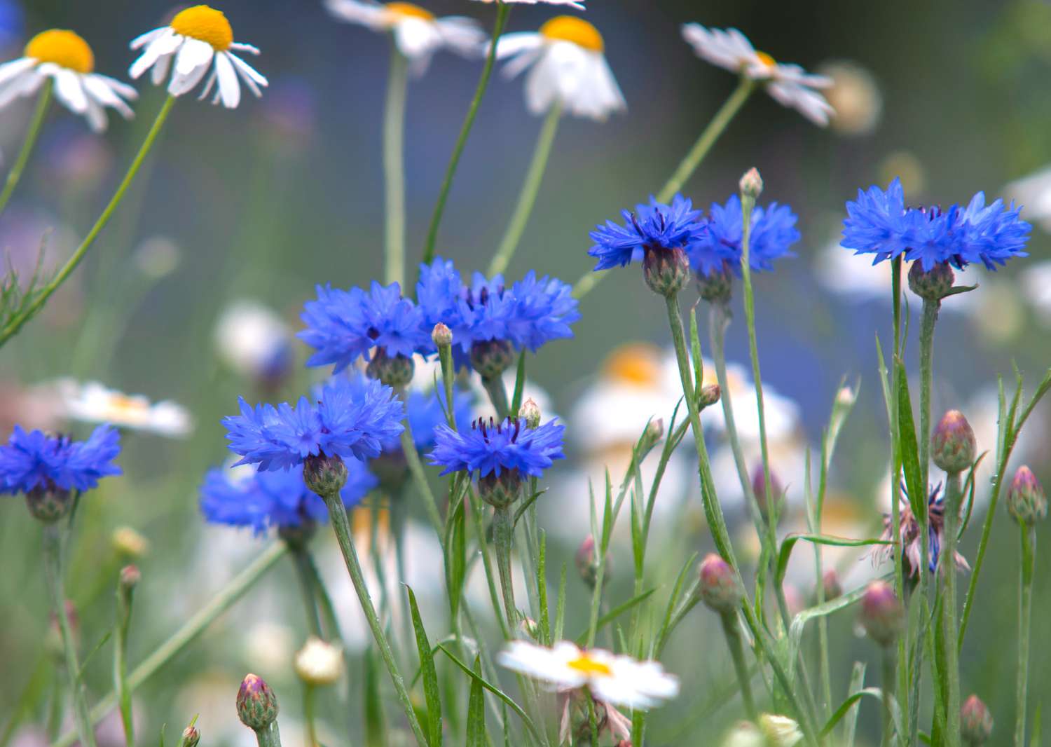 Blaue Kornblumen neben weißen Gänseblümchen im Garten
