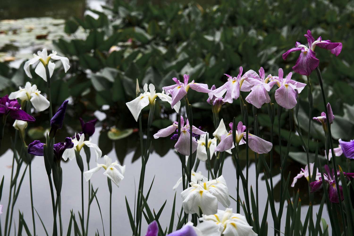 Wasserschwertlilie (Iris laevigata)