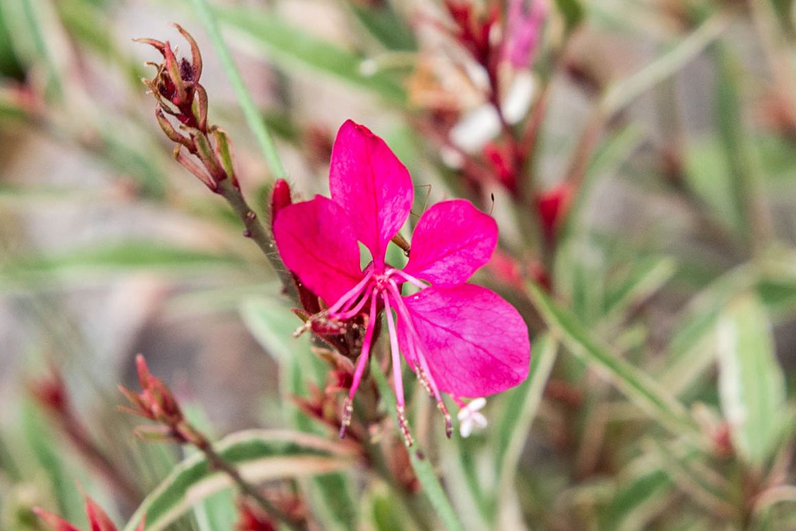 primer plano de flor gaura rosa