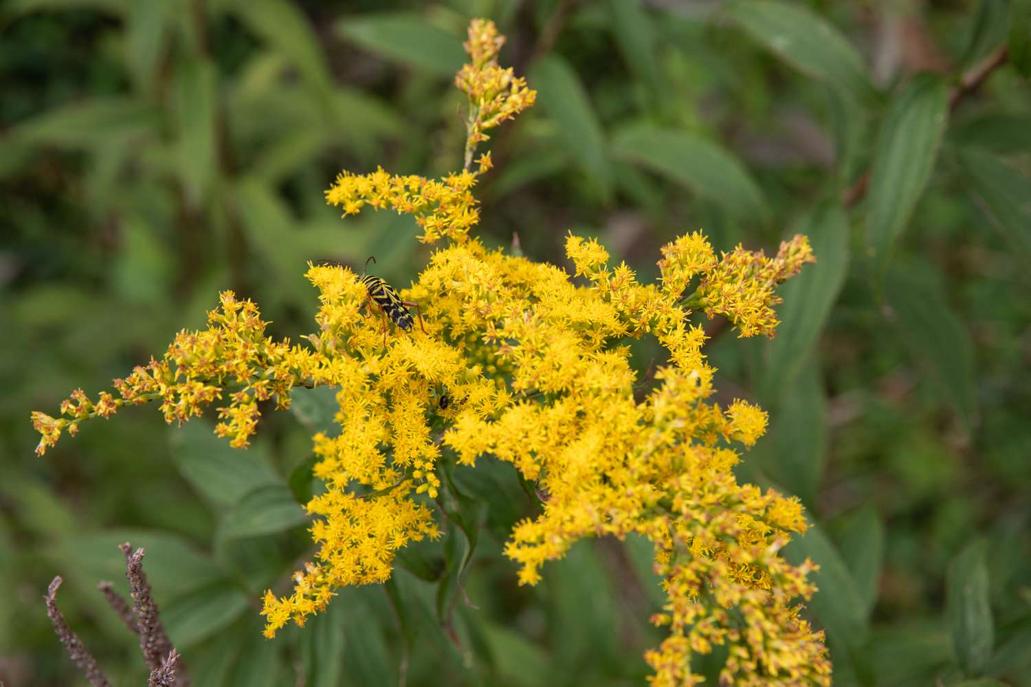 abeja en una flor de vara de oro