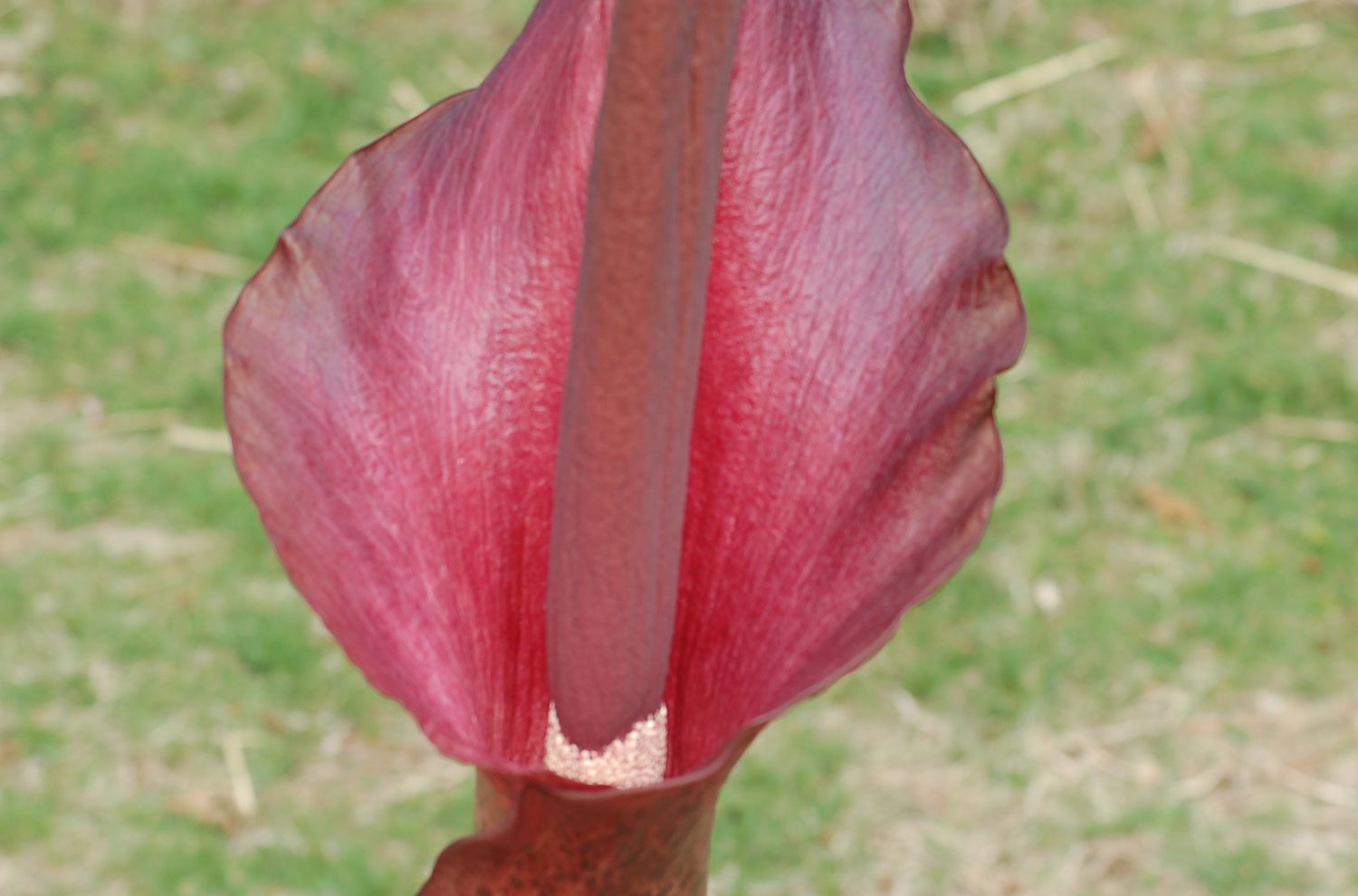 Spatha und Spadix der Schlangenlilie