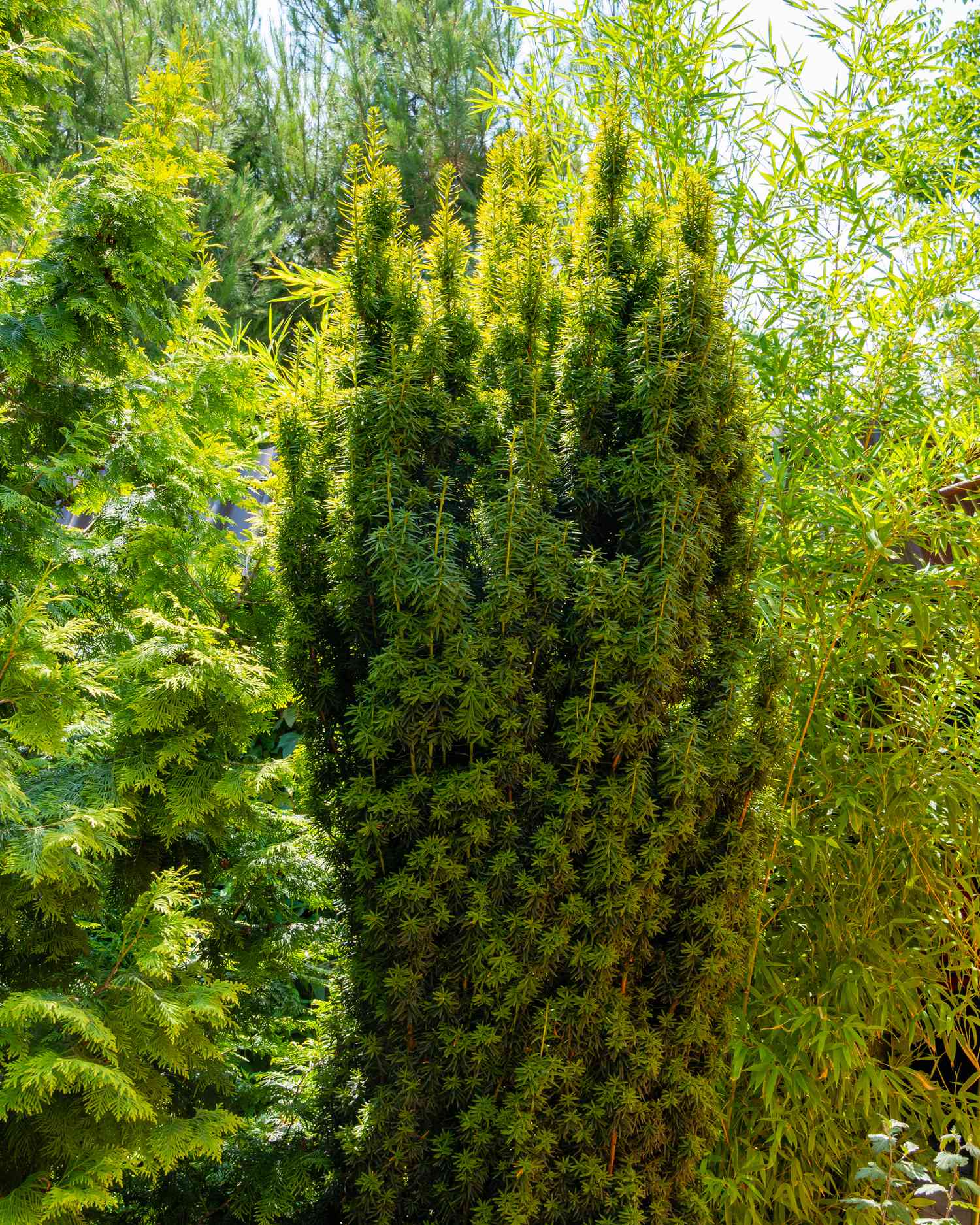 Hoher Eibenstrauch Taxus baccata Fastigiata Aurea (Englische Eibe, Europäische Eibe) vor einem unscharfen Hintergrund aus grünen Immergrüns. Selektiver Fokus. Immergrüner Landschaftsgarten. Naturkonzept für die Gestaltung.