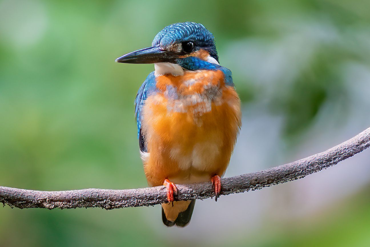 Blauer und oranger Eisvogel auf einem Ast sitzend