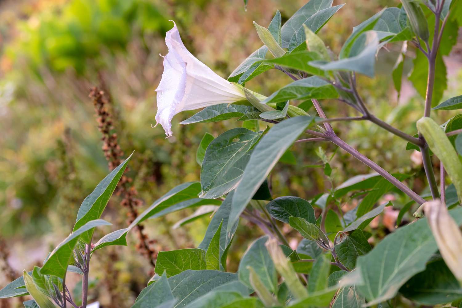 Planta de trombeta de anjo com flor branca em forma de trombeta crescendo nos galhos