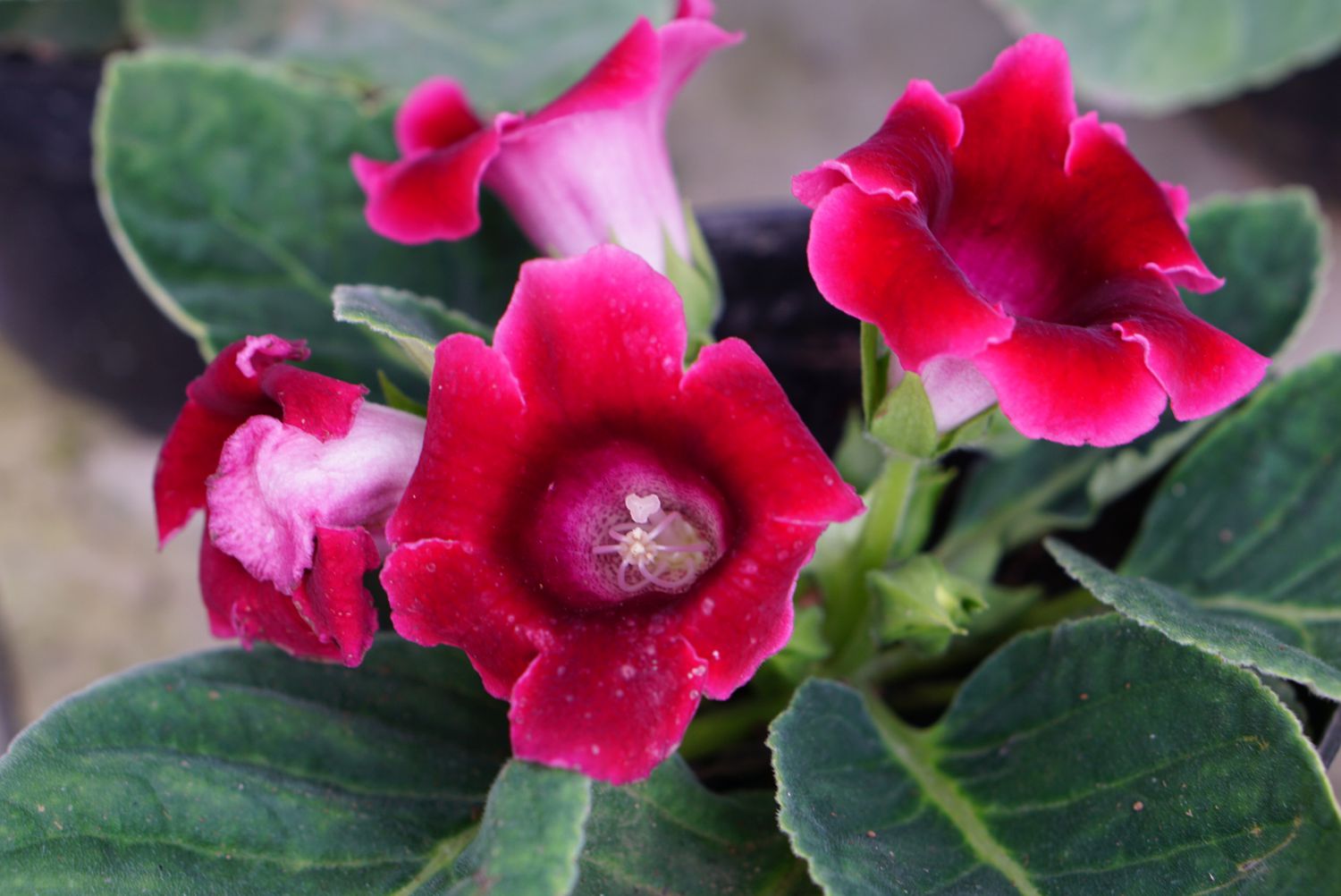 Gloxinia senningia-Hybridpflanze mit roten trompetenförmigen Blüten in Nahaufnahme