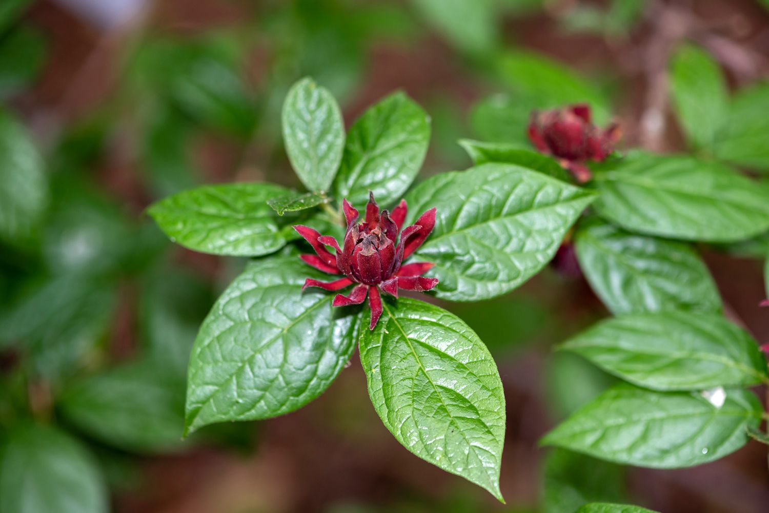 Carolina Piment Pflanze mit dunkelroten Blüten, umgeben von wachsartigen Blättern