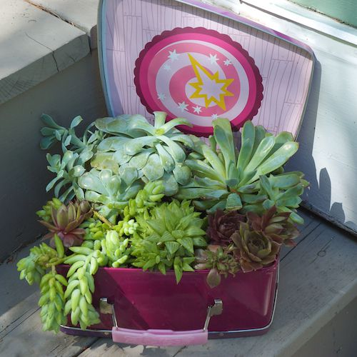 container gardening picture of succulent plants in a lunchbox