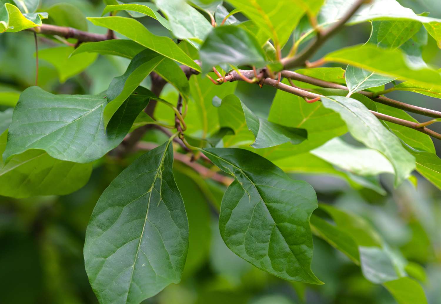 Branche de gommier noir avec feuilles vertes brillantes et nouvelle croissance closeup