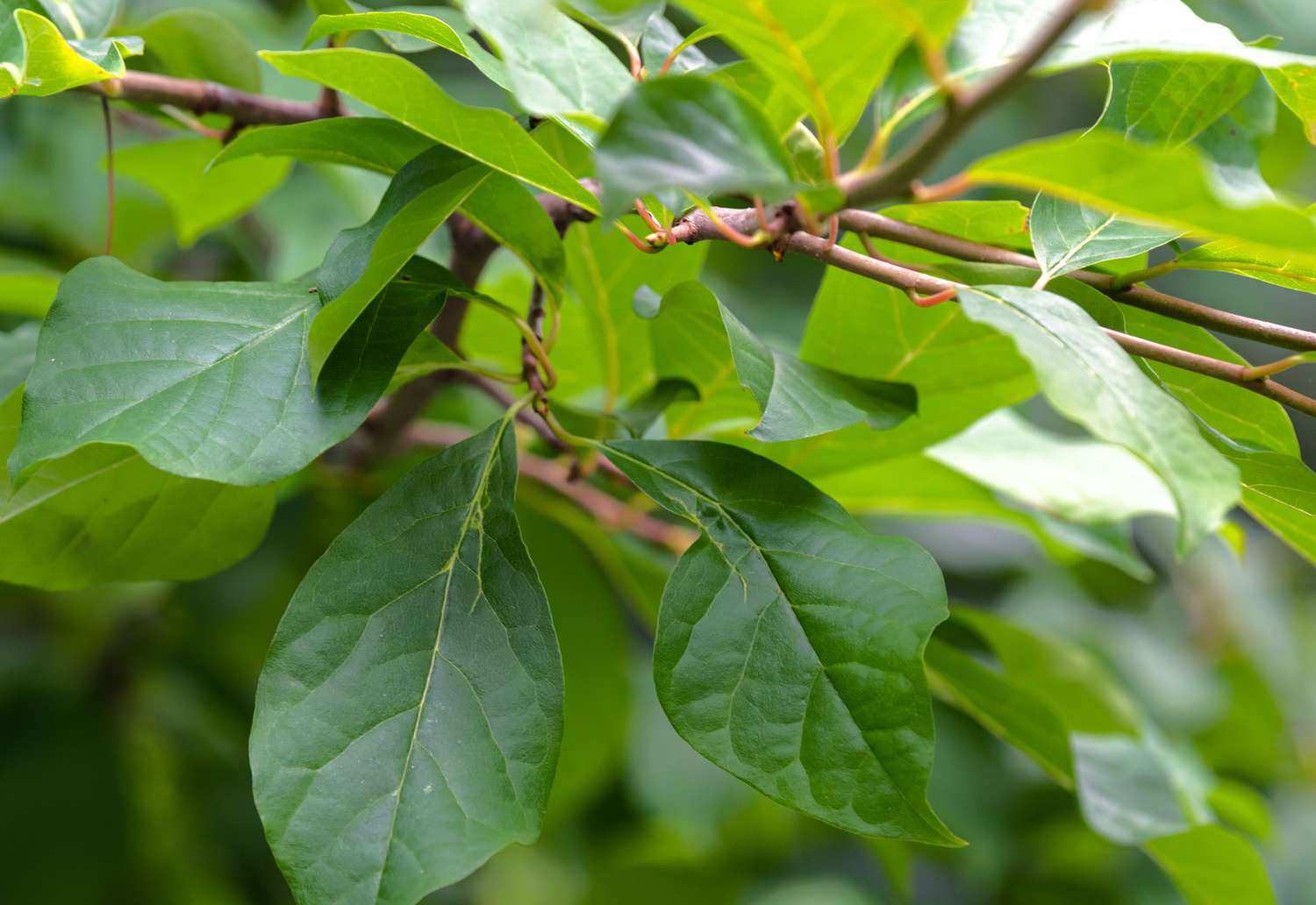 Rama de árbol de eucalipto negro con hojas verdes brillantes y nuevo crecimiento primer plano