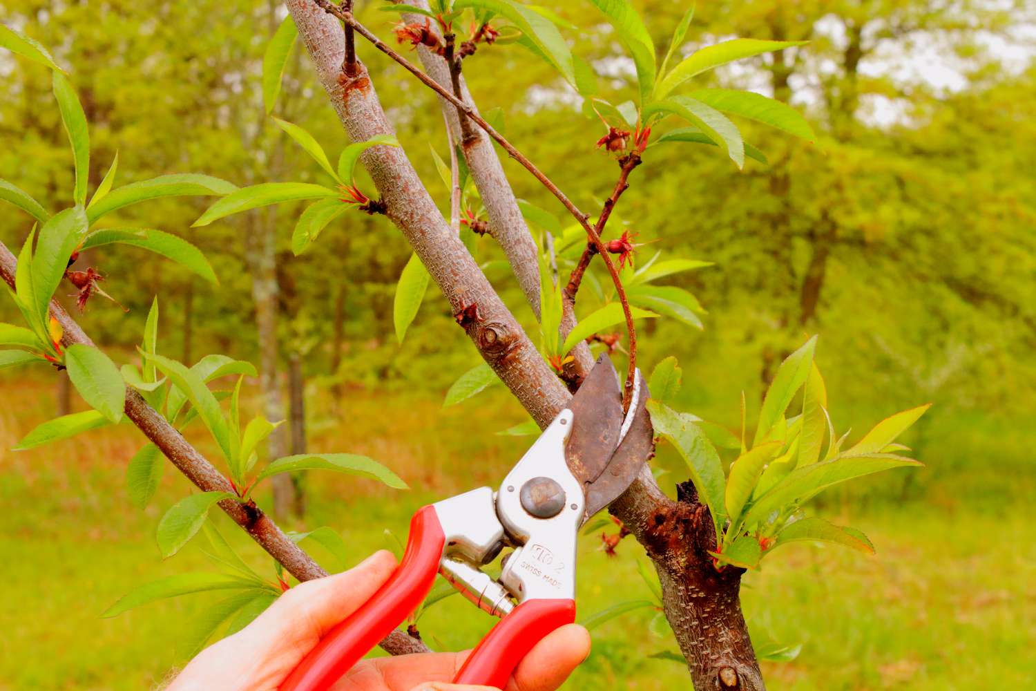 Hand pruners trimming spindly branches off peach tree scaffold branch