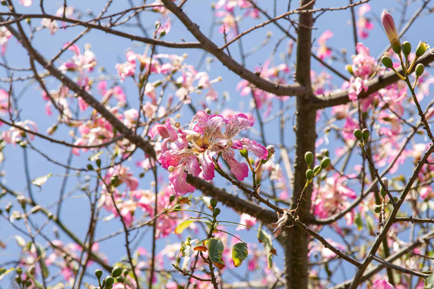Seidenraupenbaum mit rosa und weißen Blüten und Samenkapseln an kahlen Ästen