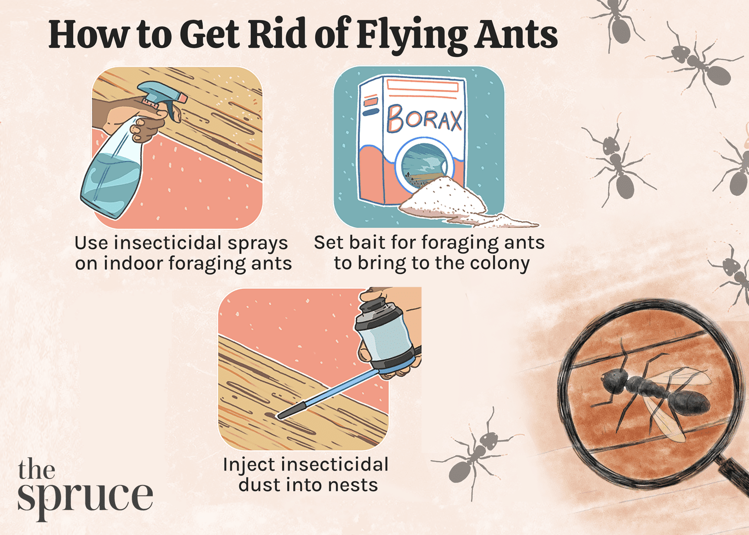 Wie man fliegende Ameisen im Haus loswird
