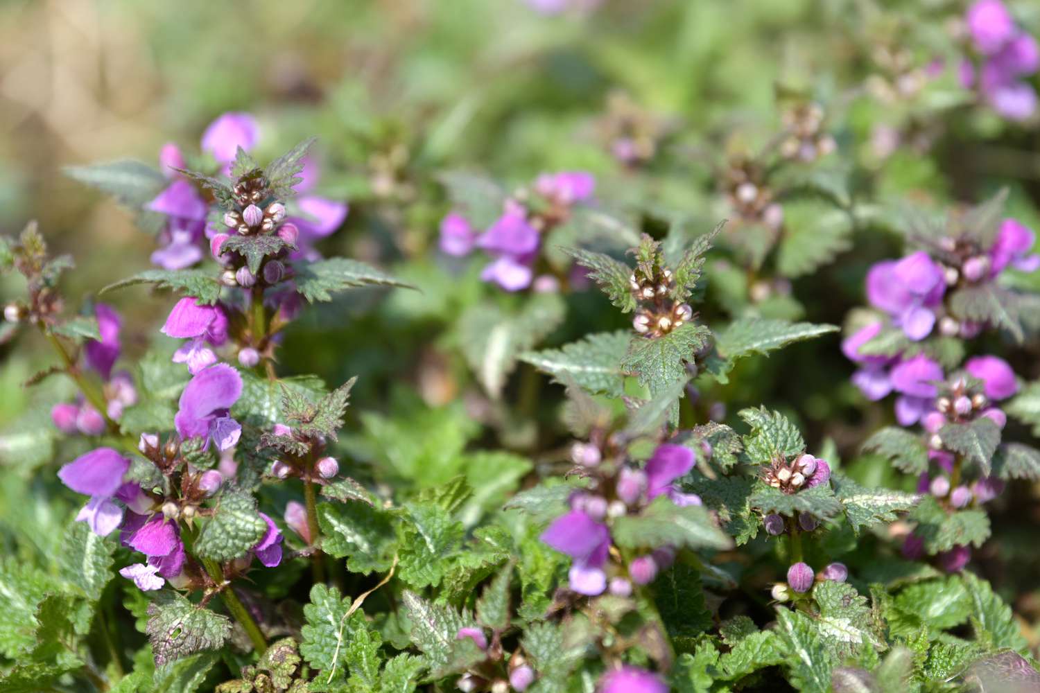 Gefleckte, abgestorbene Brennnesselpflanzen mit kleinen rosa Blüten und Knospen an der Spitze der Stängel im Sonnenlicht