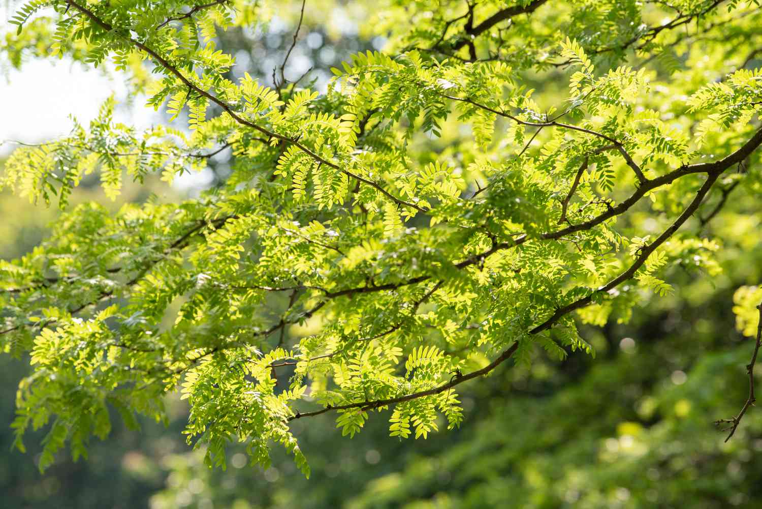 Sunburst honeylocust tree with fern-like leaves on sprawling thin branches