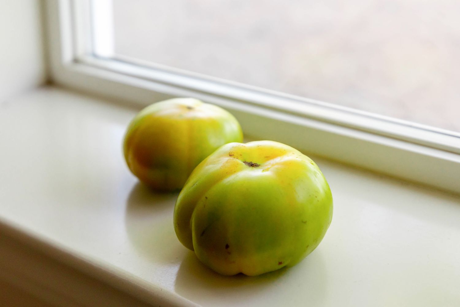 Yellow-green tomatoes placed on windowsill for ripening