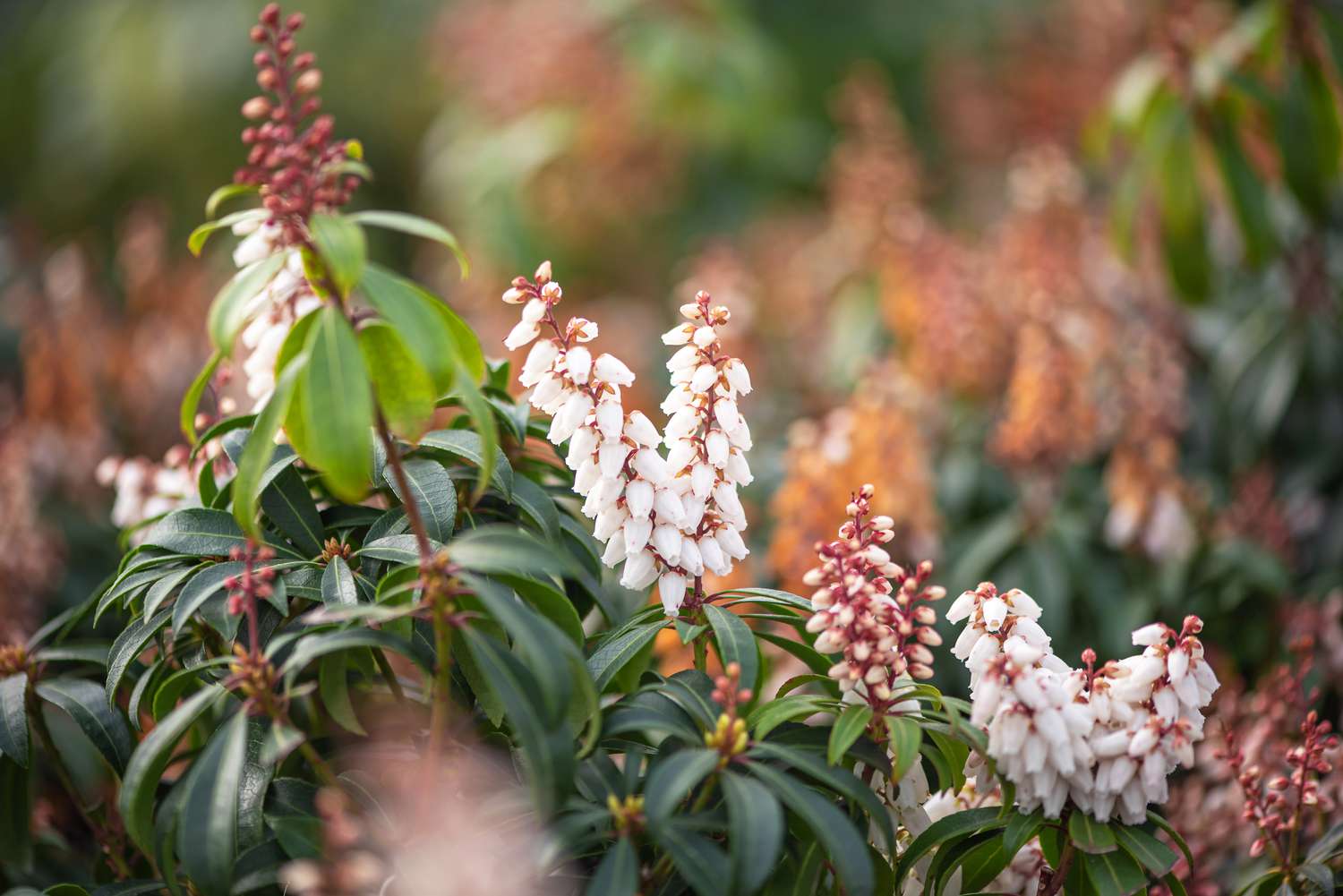 Planta de Andrômeda com flores brancas em forma de sino em hastes vermelhas