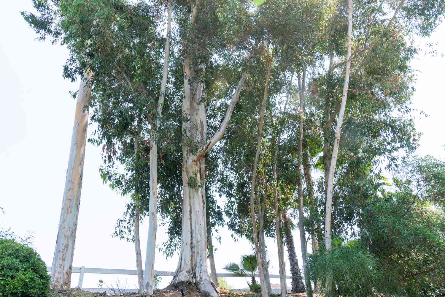 Eukalyptusbäume mit weiß gefärbter Rinde auf hohen Stämmen und langen Ästen am See