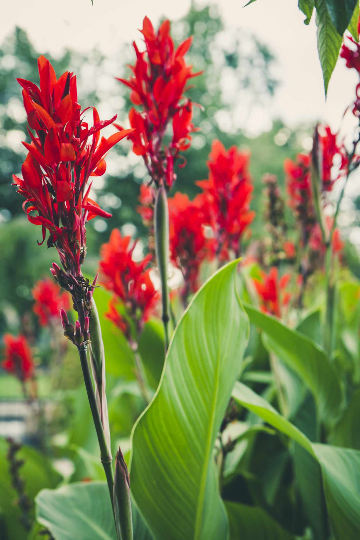 Canna Lily