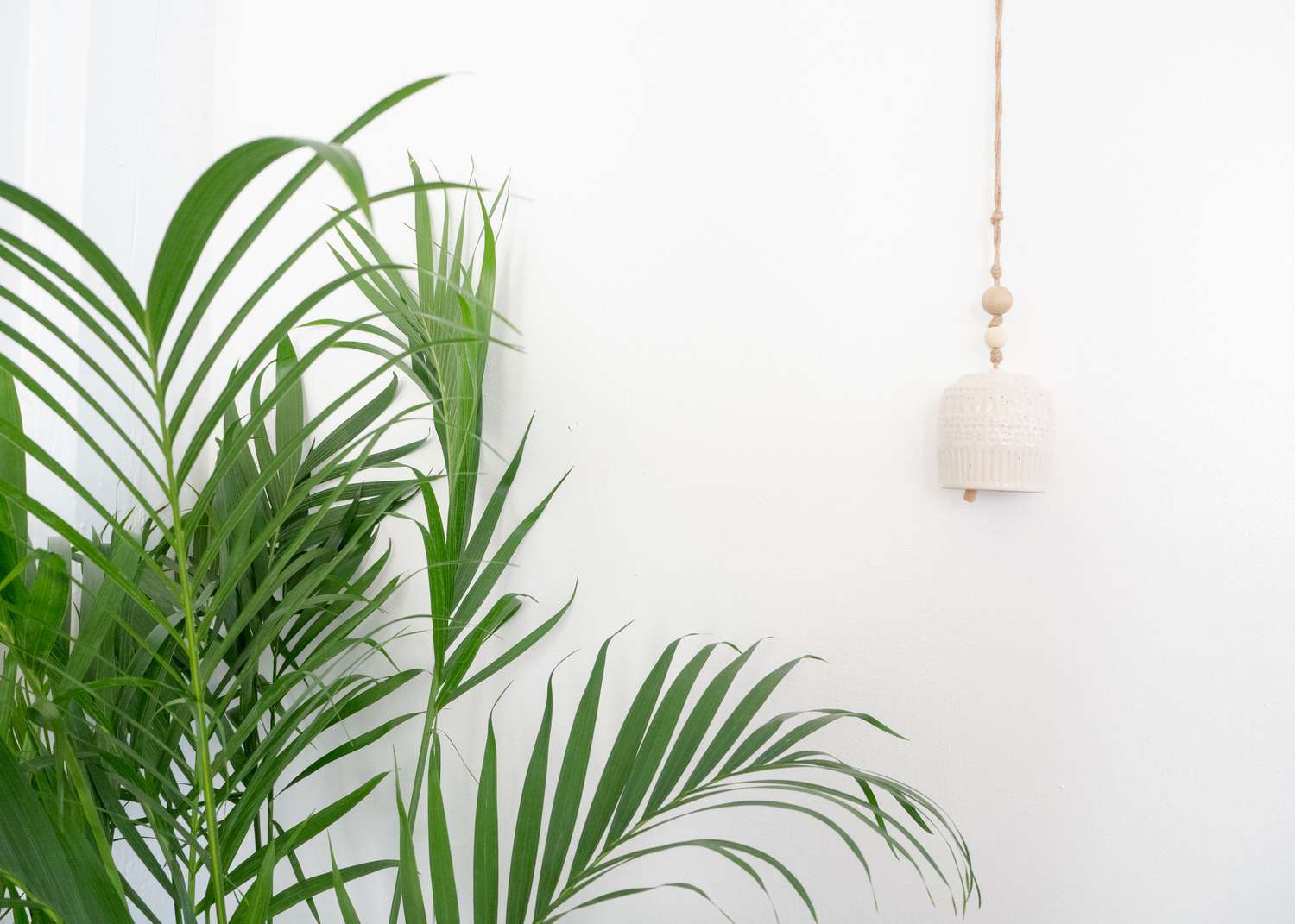 indoor palm tree leaves