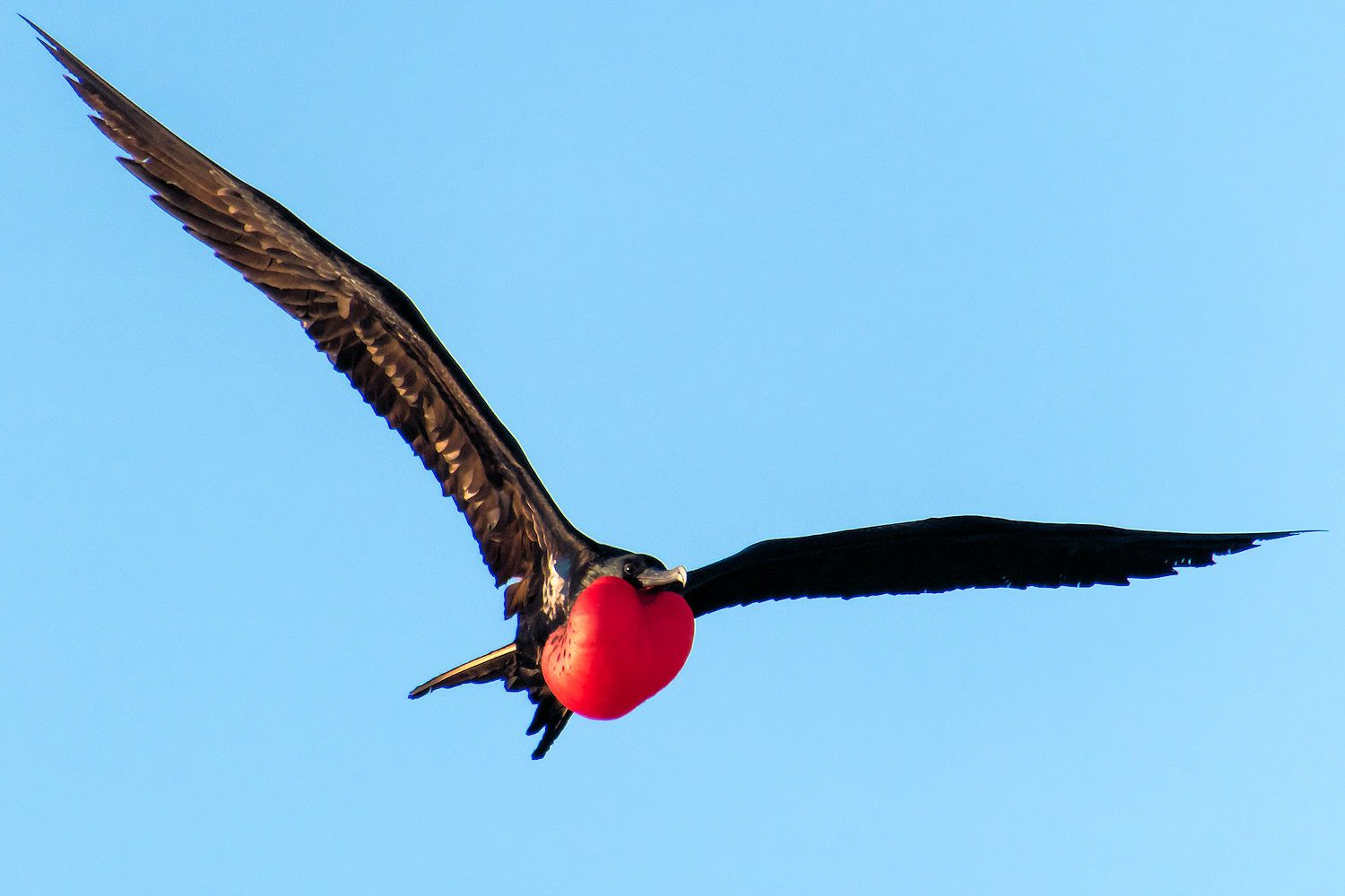 Magnificent Frigatebird