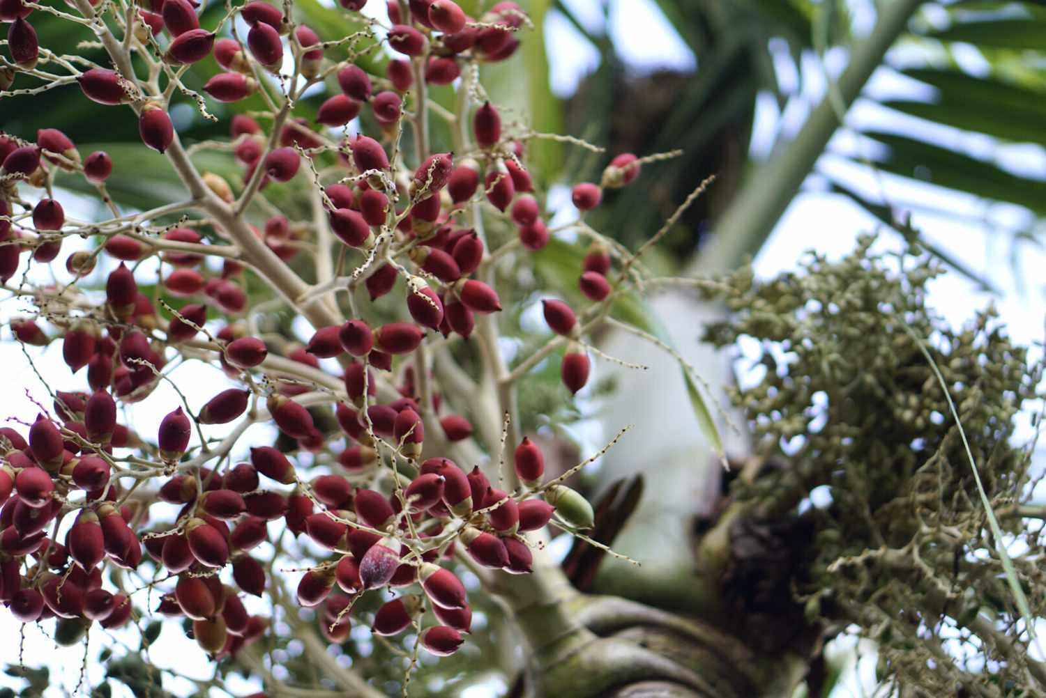 Palmeira de Natal com fruto drupa vermelha em close-up