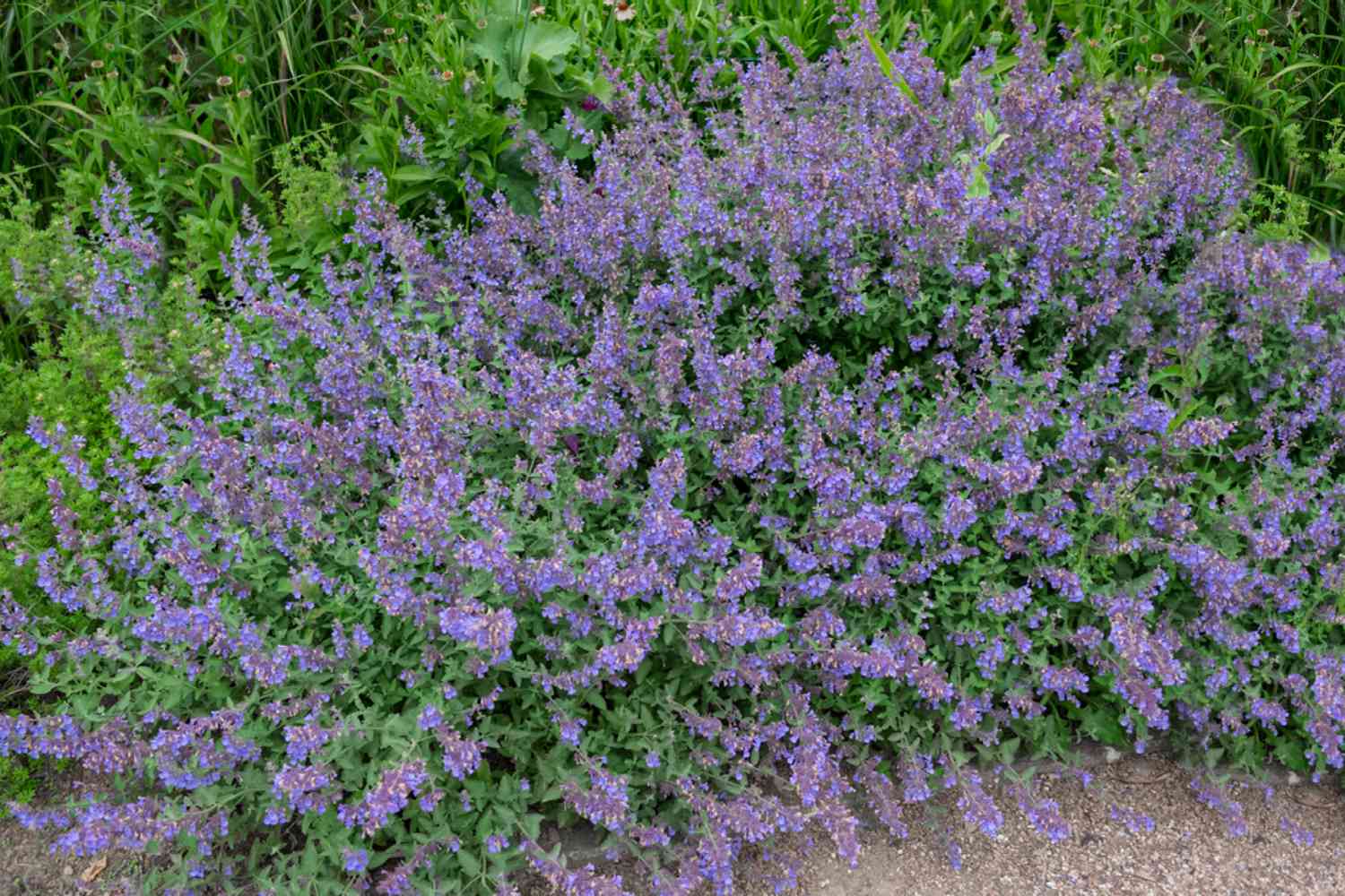 Catmint bush purple flowers edging a gravel path