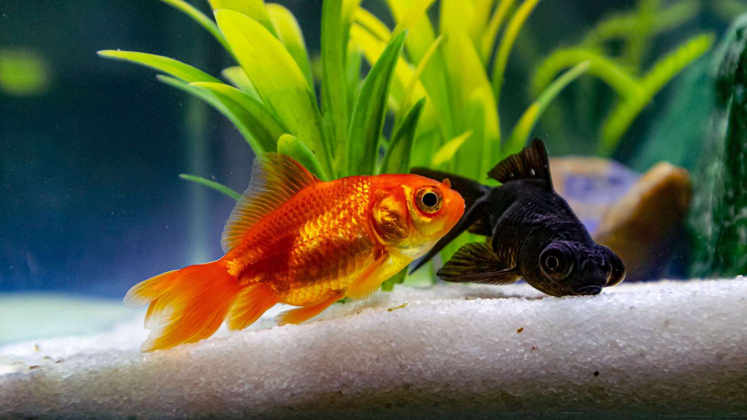 peixe dourado vermelho e preto em um aquário com planta verde
