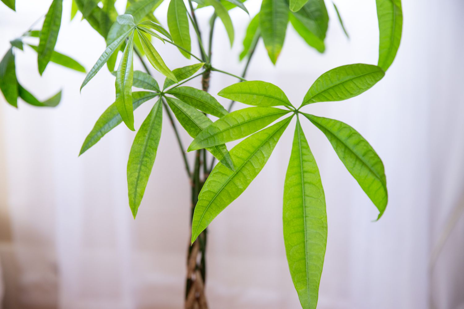 closeup of a money plant