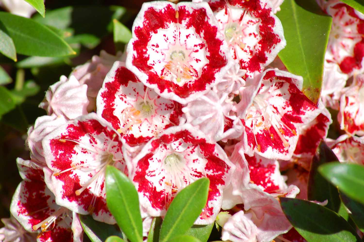 Minuet laurel has reddish-pink flowers.