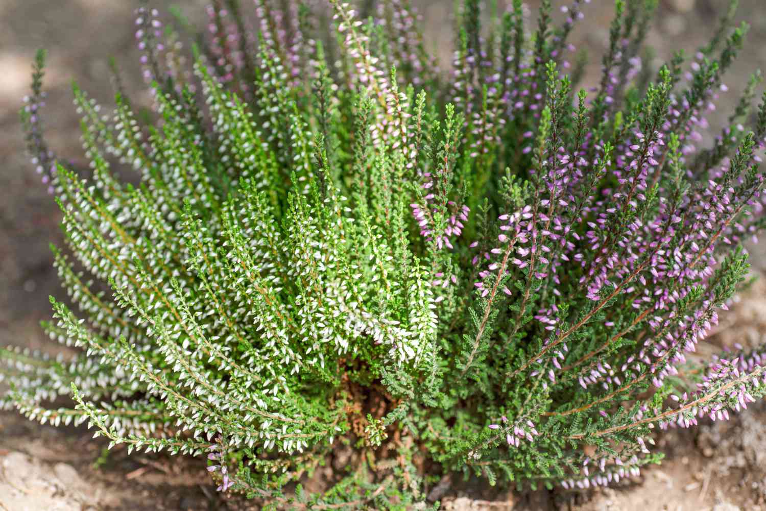 Heidekrautstrauch mit schuppenartigen, sich verzweigenden Blättern und kleinen rosa Traubenblüten rechts