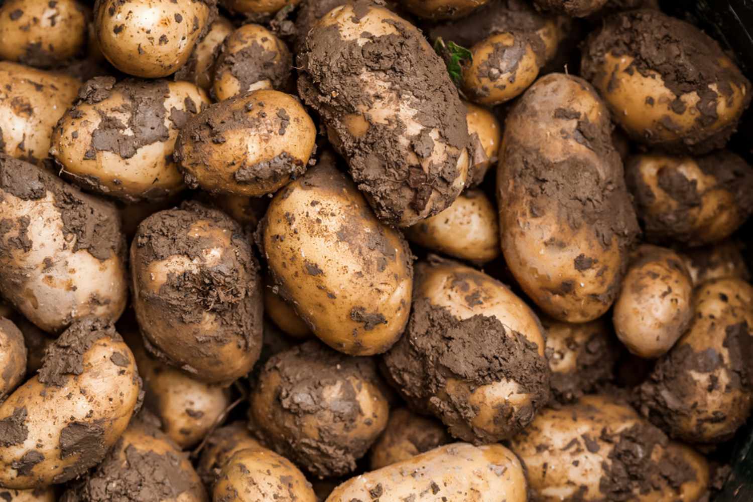 cosecha de patatas