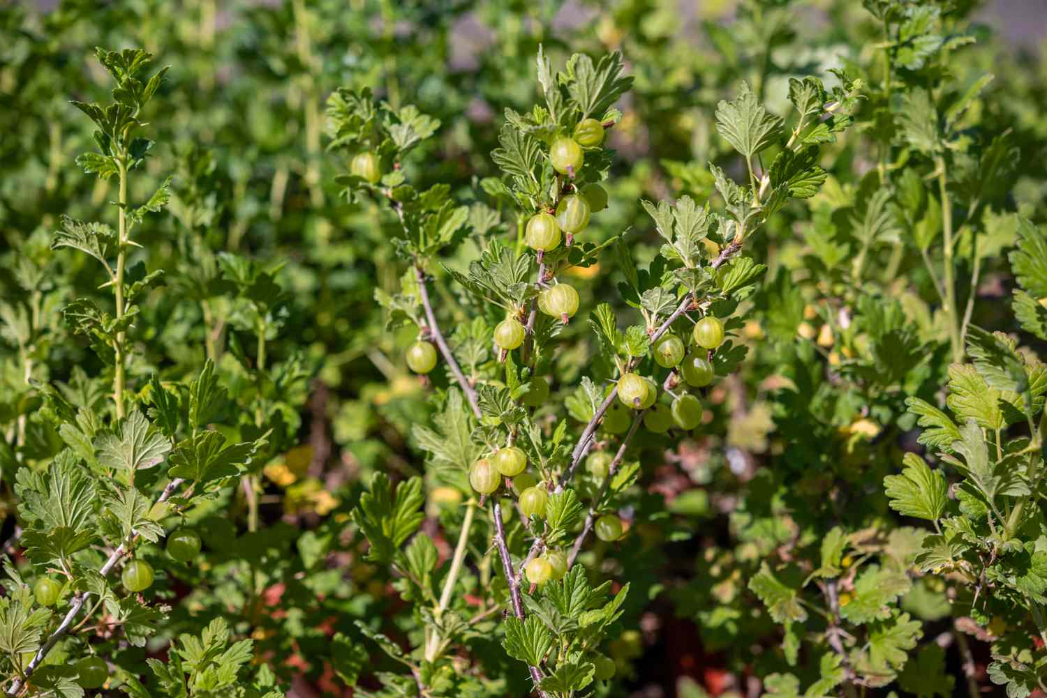 Planta de grosella espinosa con frutos verde claro que cuelgan de las ramas del arbusto a la luz del sol