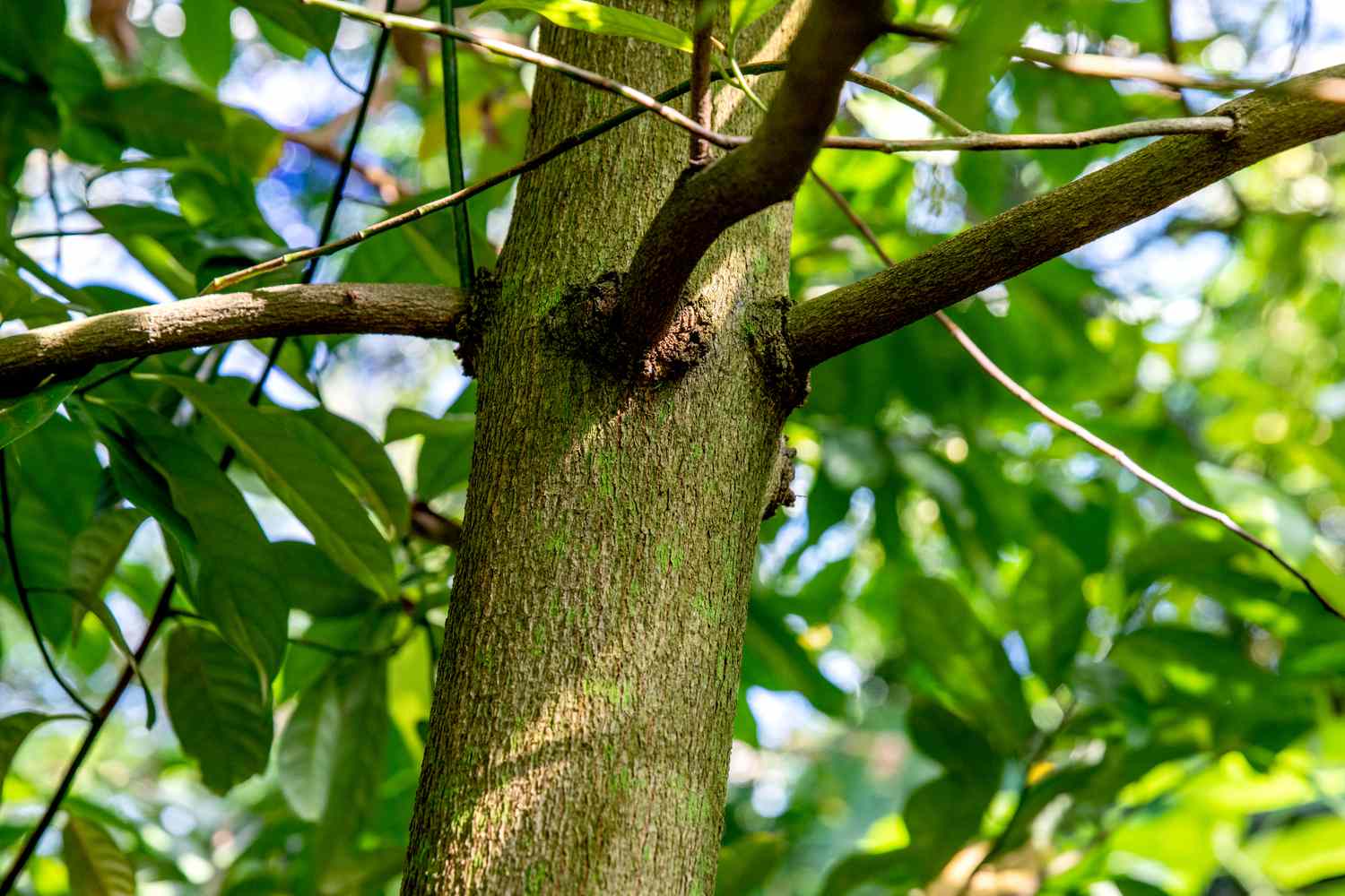 Primer plano del tronco de un árbol de nuez moscada