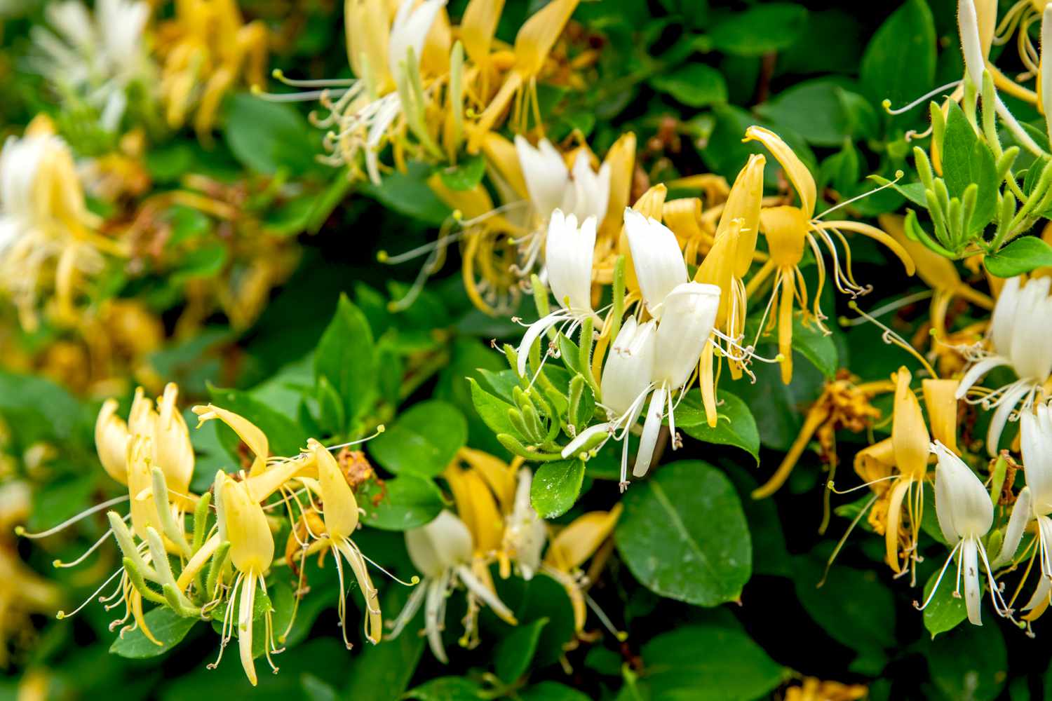 Planta de madreselva japonesa con flores bipétalas amarillas y blancas entre las hojas