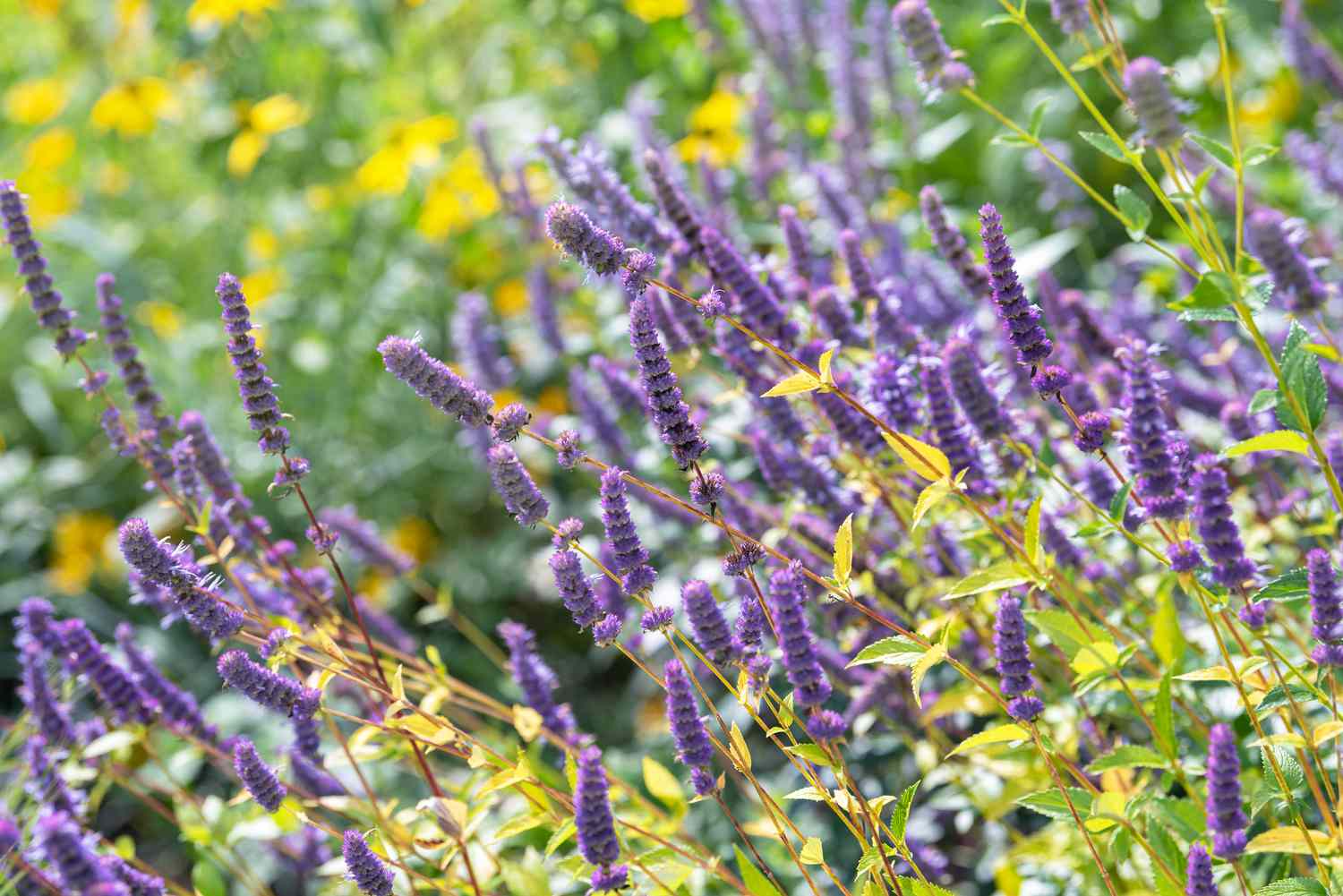 Anis-Hyssop-Pflanze mit violetten Blütenähren und dünnen Stängeln mit gelb-grünen Blättern