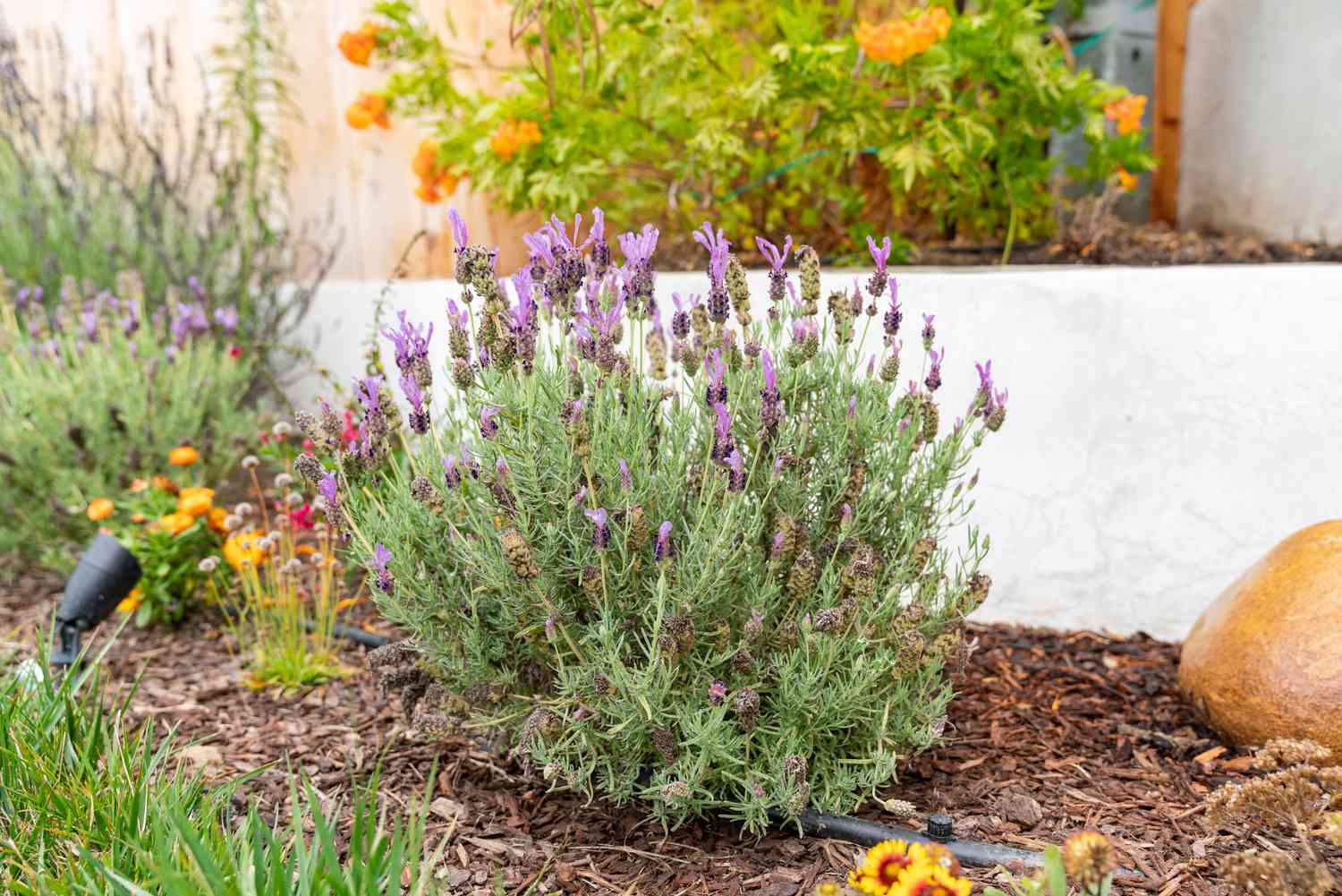 Lavanda francesa: Guia de cultivo e cuidados com a planta