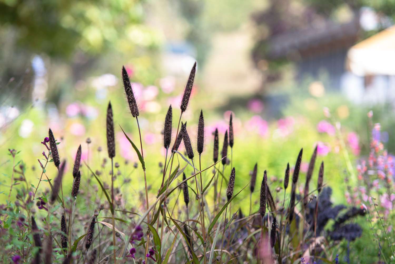 Hirse in einem Garten