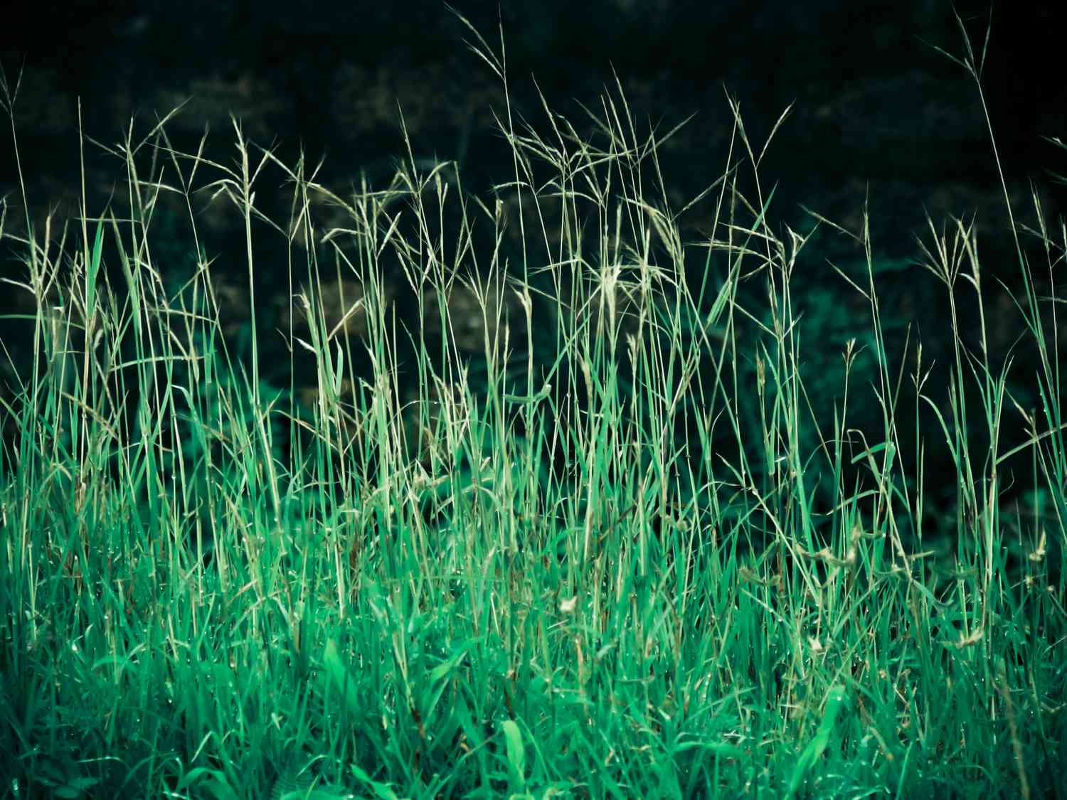 Bermuda Grass