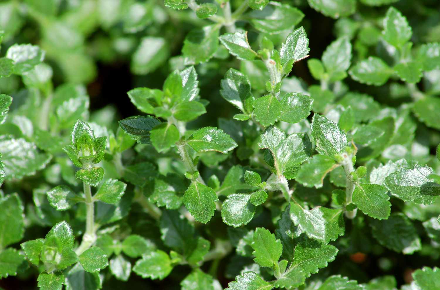 Imagem mostrando como é o germeandro. A folhagem densamente compactada a torna uma boa planta para cercas vivas.