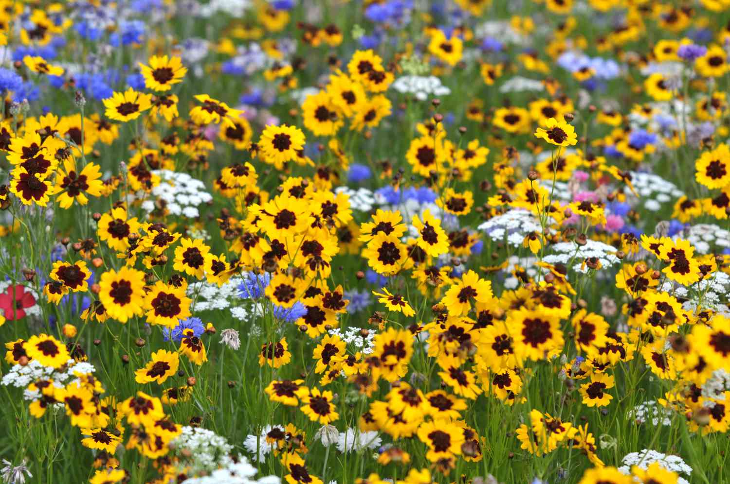 Wildblumenfeld mit gelber Calliopsis 