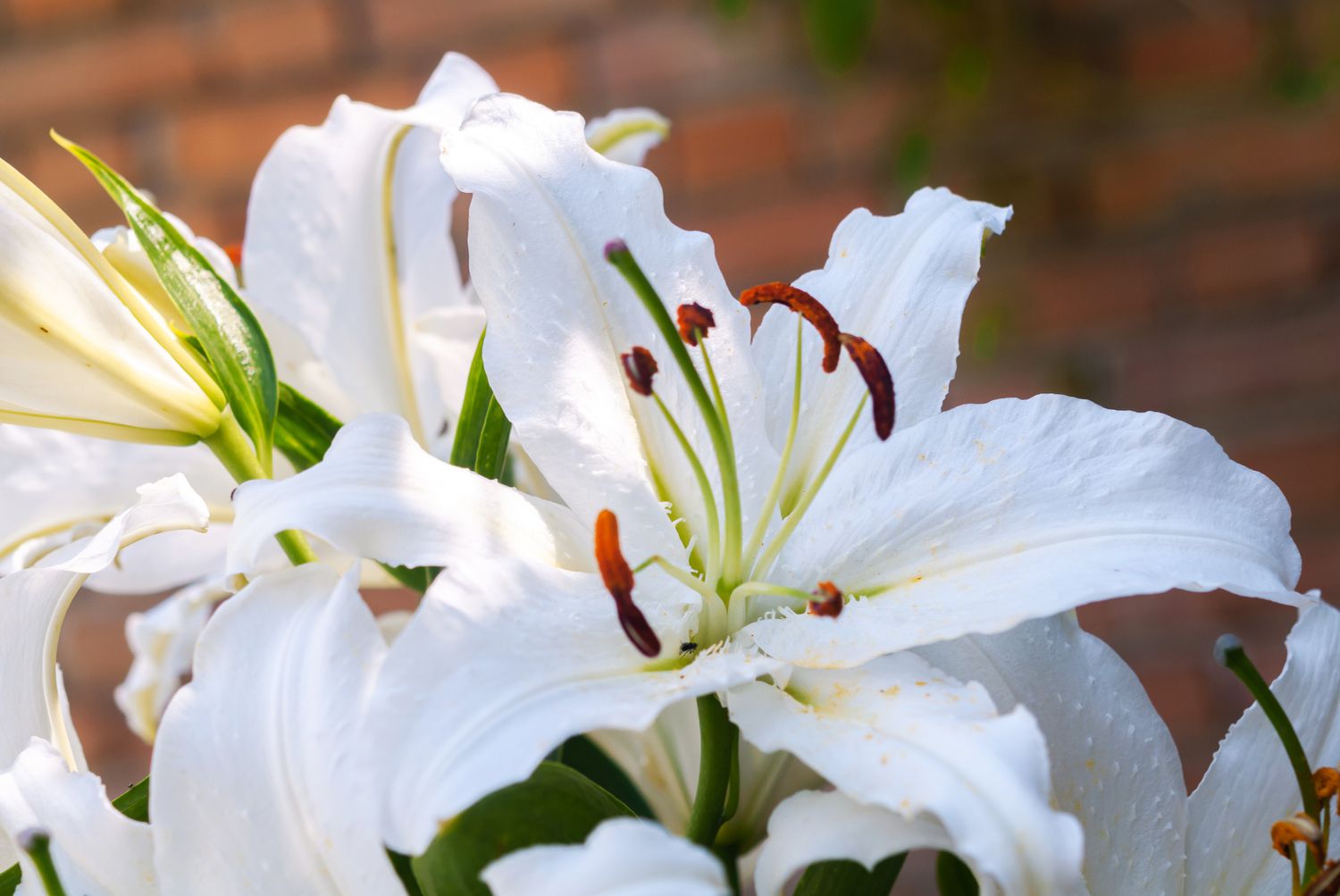 Casa-Blanca-Lilie mit großen weißen Blütenblättern und großen Staubgefäßen in Nahaufnahme