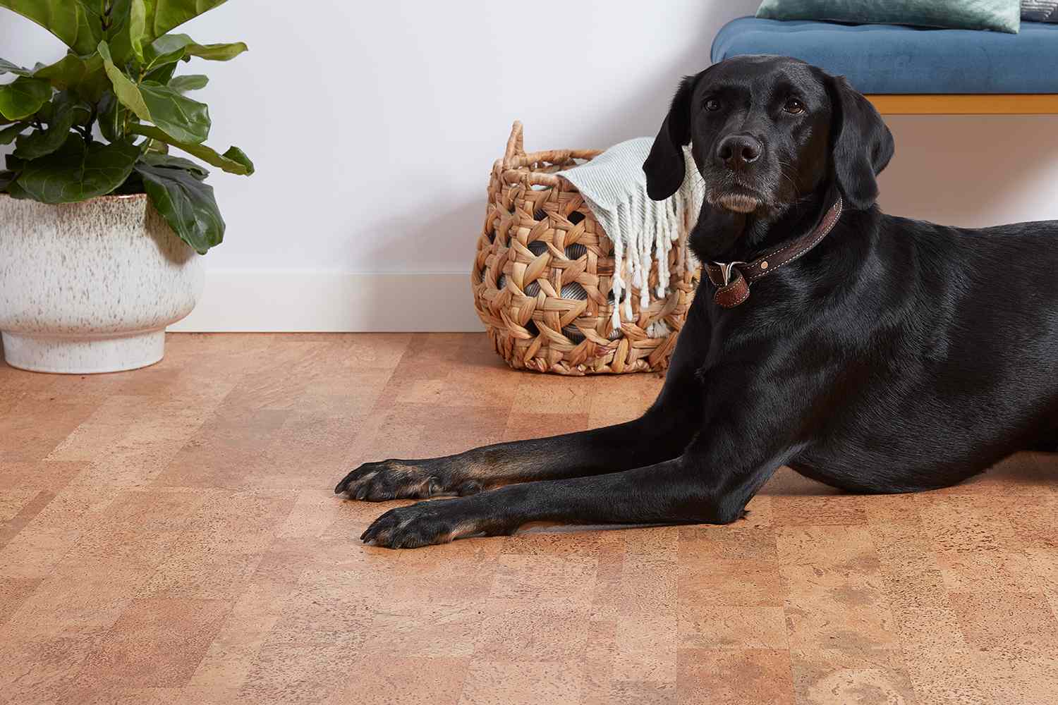 Melhores opções de pisos de madeira para casas com cães