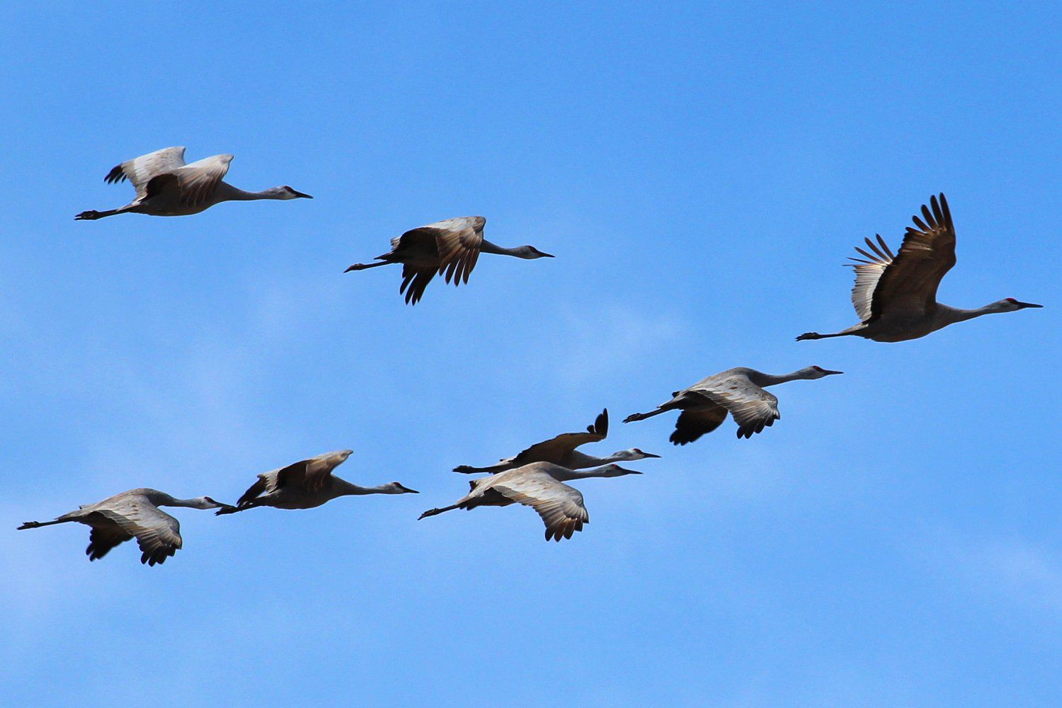 Pourquoi les oiseaux migrent-ils ? – Migration des oiseaux