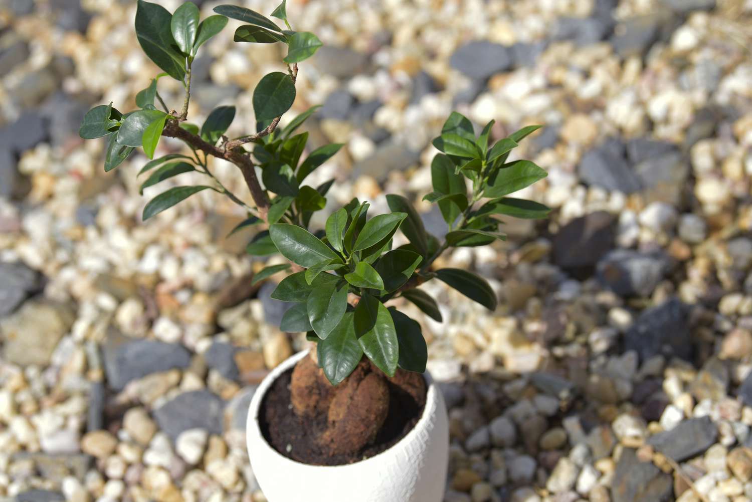 Ginseng ficus bonsai plant in white pot on gravel ground