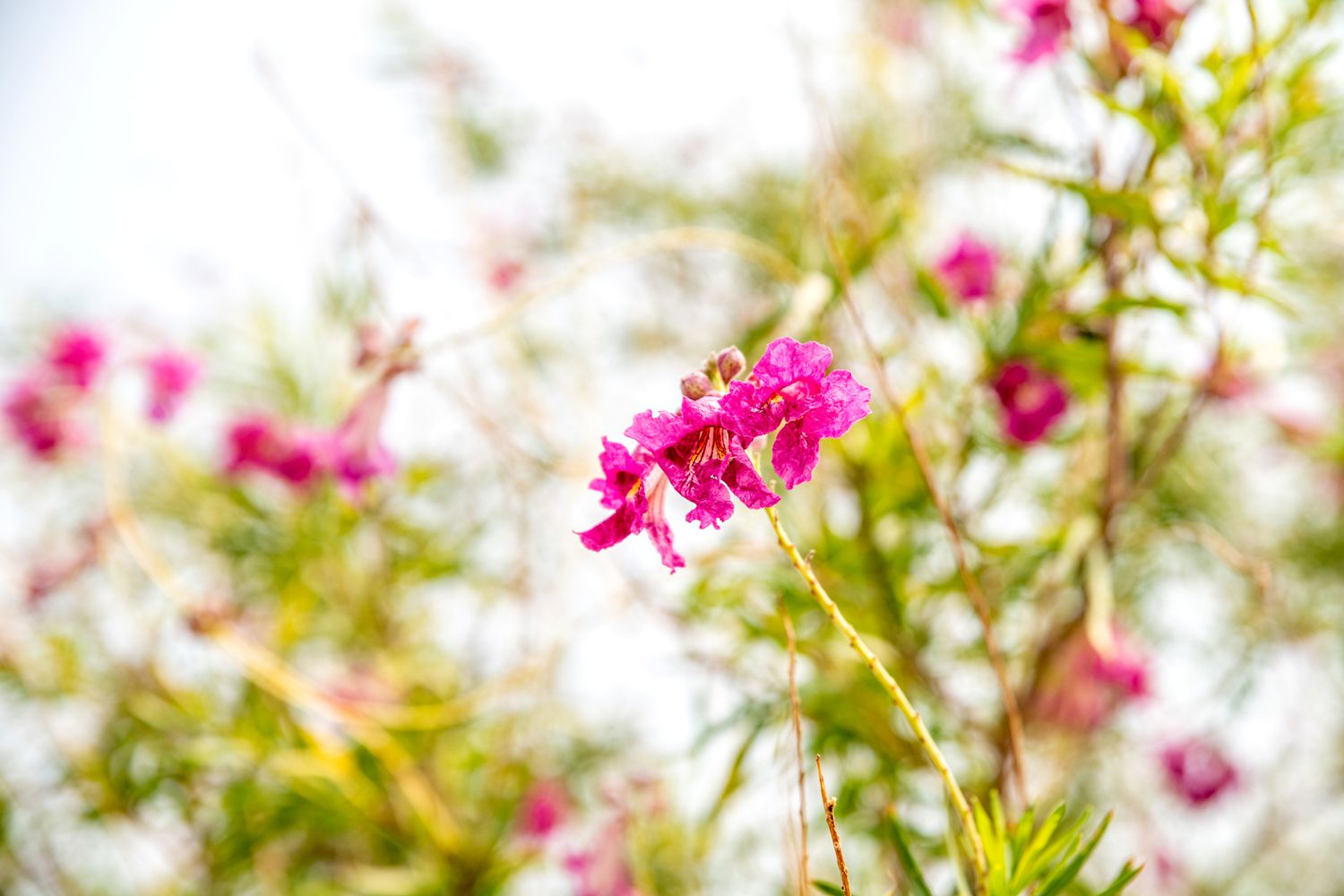 Wüstenweidenzweig mit kleinen rosa Blüten