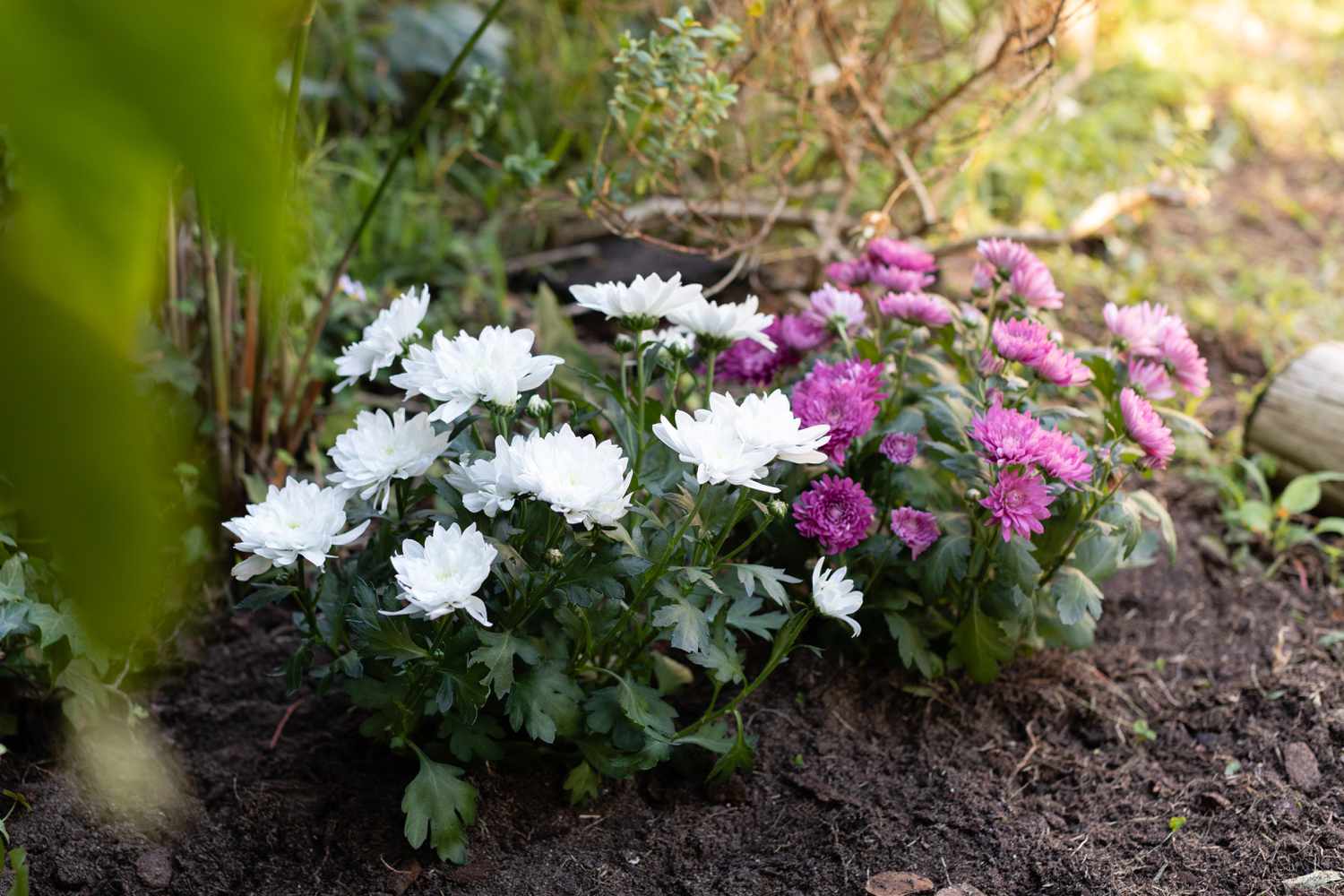 Weiße und fuchsiafarbene Chrysanthemenblüten im Garten gepflanzt